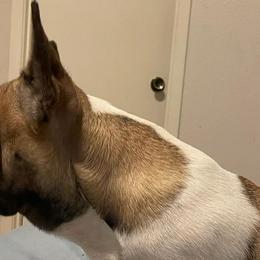 French Bulldogs from McCloney's French Bulldogs