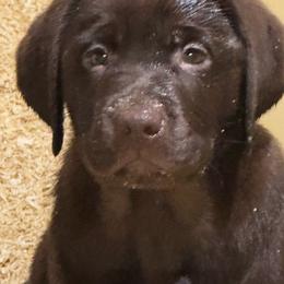 Annabelle - Chocolate female Labrador Retriever puppy in Silver Springs, New York from Humehill