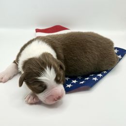 Nessa - Red tri-color female Australian Shepherd puppy in Camp Springs, Kentucky from Diamond Paws Australian Shepherds