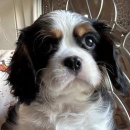 Lennox - Tri-color male Cavalier King Charles Spaniel puppy in Enid, Oklahoma from Laurel Crown Cavaliers