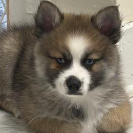 Buzz - Wolf sable male Pomsky puppy in Ithaca, New York from Finger Lakes Pomskies