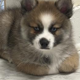 Buzz - Wolf sable male Pomsky puppy in Ithaca, New York from Finger Lakes Pomskies