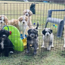 Aussiedoodle Puppies from Sheila Harwell