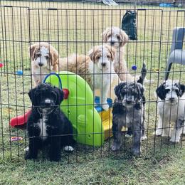 Aussiedoodle Puppies from Sheila Harwell