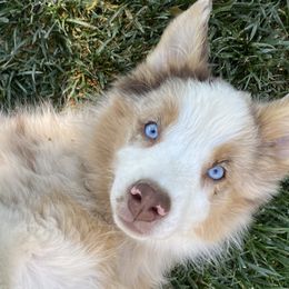 Aussiedoodles, Australian Shepherds, Old English Sheepdogs, and Sheepadoodles from Star Garnet Pups