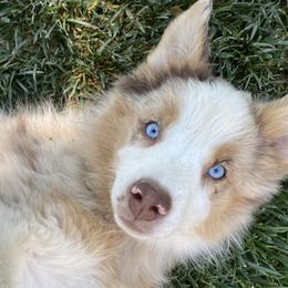 Aussiedoodles, Australian Shepherds, Old English Sheepdogs, and Sheepadoodles from Star Garnet Pups