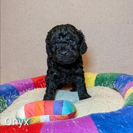 Onyx - Black male Cockapoo puppy in Sunset, Louisiana from Cano Cockapoos