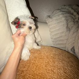 Boy 1 - Parti male Yorkshire Terrier puppy in Chino Hills, California from Chino Hills Yorkies