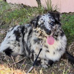 Phoenix - Australian Shepherd