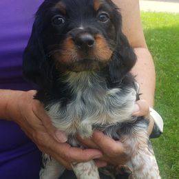 French Brittany Puppies from Dakota Point Kennel