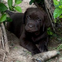 Labrador Retriever Puppies from Labrador emPAWrium