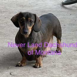 Tinker - Dachshund