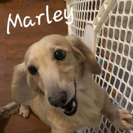 Marley - Dachshund
