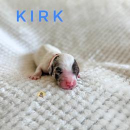 Kirk - Chocolate male Goldendoodle puppy in Dallas County, Texas from Dream A Little Doodle