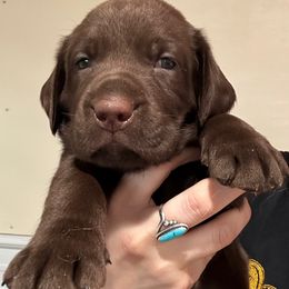 Ridge - Chocolate male Labrador Retriever puppy in Dillwyn, Virginia from Darbytown Labradors