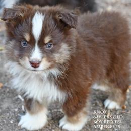 Knox - Red tri male Miniature Australian Shepherd puppy in Patterson, North Carolina from DreamLine Aussies