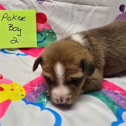 P boy 2 - Red and white male Basenji puppy in Caldwell, Texas from Candyce Witte