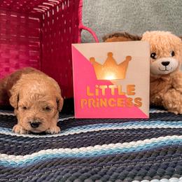 Goldendoodle Puppies from The Dood Effect
