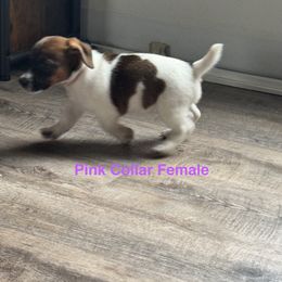 Pink Collar - Brown and white female Jack Russell Terrier puppy in Oregon from Fenstillvar
