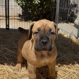 Girl 2 - Brindle female Boerboel puppy in Salinas, California from Golden State Boerboels