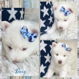 Siberian Husky Puppies from Freedom Run Acres