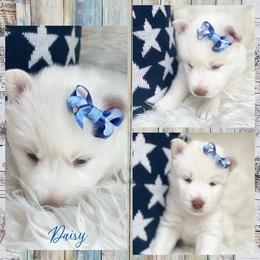 Siberian Husky Puppies from Freedom Run Acres
