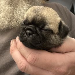Green Collar - Fawn male Pug puppy in Tallapoosa, Georgia from West Georgia Pugs