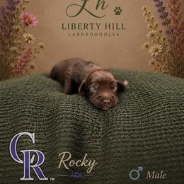 Rocky - Chocolate male Australian Labradoodle puppy in Denton, Texas from Liberty Hill Labradoodles