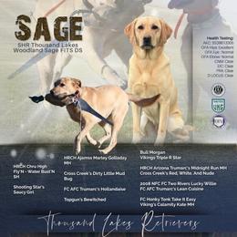 Sage - Yellow female Labrador Retriever puppy in Logandale, Nevada from All Around Retrievers