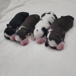 Australian Labradoodle Puppies from Country Morning Labradoodles