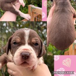 Boy 6 - male Great Dane puppy in Wellsville, New York from Prophecy Danes