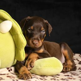 Liberty - Red and rust female Doberman Pinscher puppy in Overton, Texas from Obsidian Kennel