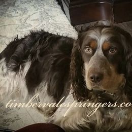 English Springer Spaniel puppies from TimberVale Springers