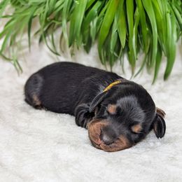 Canyon - Black and tan male Dachshund puppy in Danbury, New Hampshire from Maplewood Mountain Farm