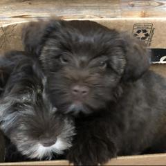 Miniature Schnauzer and Poodle Puppies from Vazquez Kennel