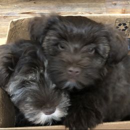 Miniature Schnauzer and Poodle Puppies from Vazquez Kennel