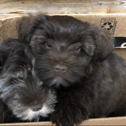 Miniature Schnauzer and Poodle Puppies from Vazquez Kennel