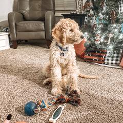 Boston Terrier, Goldendoodle, and Golden Retriever All Grown Up from Goldenhubb