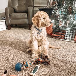 Boston Terrier, Goldendoodle, and Golden Retriever All Grown Up from Goldenhubb
