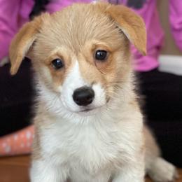 Buddy - Fawn male Pembroke Welsh Corgi puppy in Urbana, Ohio from Edgewood Farm and Kennel