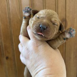 (Fox Red) 2nd Pick Male - Yellow male Labrador Retriever puppy in Tomahawk, Wisconsin from Mahner Labs