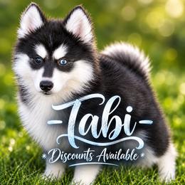 Girl 2 (METATABI aka Tabi) - Black and white female Pomsky puppy in Norfolk, Virginia from 'Brick'House Couture Pomskies