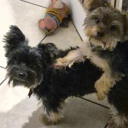 Luna - Yorkshire Terrier