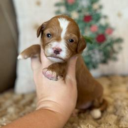 Blessing - Red  female Goldendoodle puppy in Wharton, Texas from Little Fur Friends
