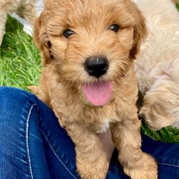 Goldendoodle Puppies from Lykeable Farms
