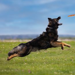 German Shepherds from Blutmond German Shepherds