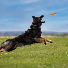 German Shepherds from Blutmond German Shepherds