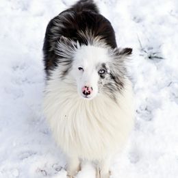 Quilla - Toy Shetland Sheepdog
