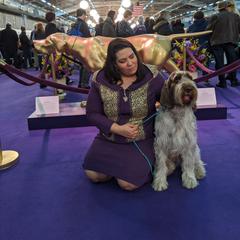 Vega - Spinone Italiano