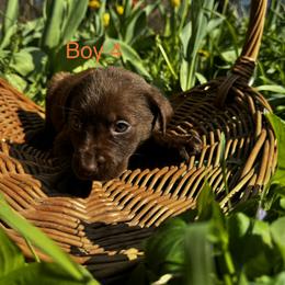 Boy 3 - Chocolate male Labrador Retriever puppy in Lawton, Michigan from DuckAlly Kennel